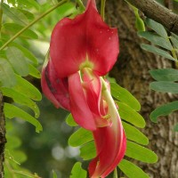 Sesbania grandiflora (L.) Poir.